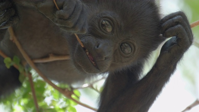 毛吼猴(Alouatta palliata)婴儿在哥斯达黎加森林的树上休息，嚼着木棍视频素材