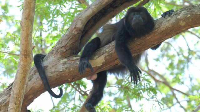 毛吼猴(Alouatta palliata)在哥斯达黎加森林的树上休息视频素材