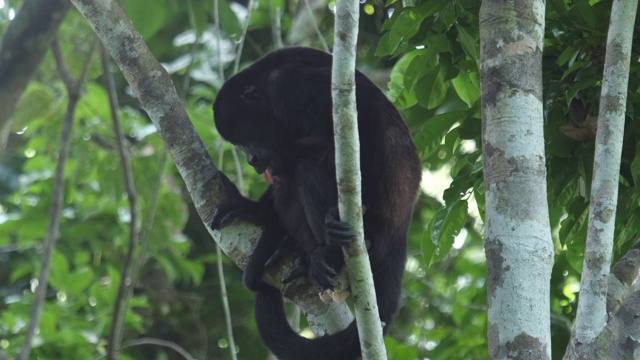 毛吼猴(Alouatta palliata)在哥斯达黎加森林的树上休息视频素材