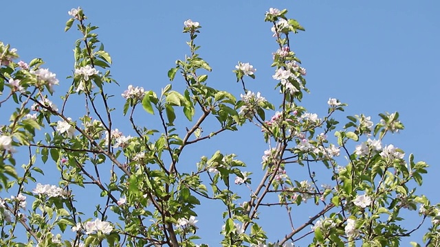 特写苹果树枝与花蕾在春天。视频素材