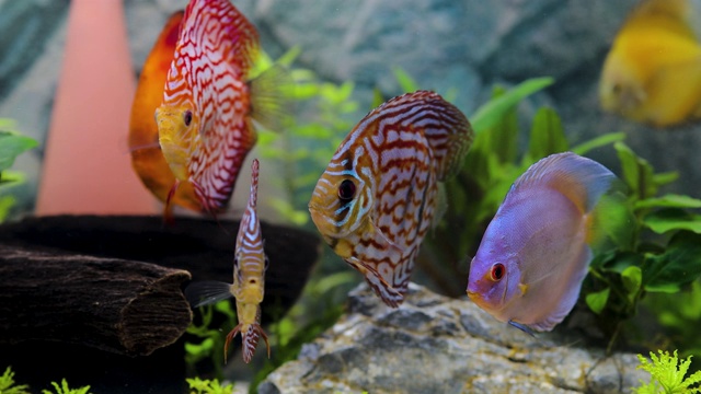 近视图的铁饼鱼游泳在种植水族馆。热带鱼类。爱好的概念。视频素材