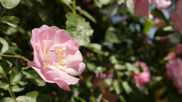 特写的粉红色攀缘植物玫瑰木本多年生花4K视频素材