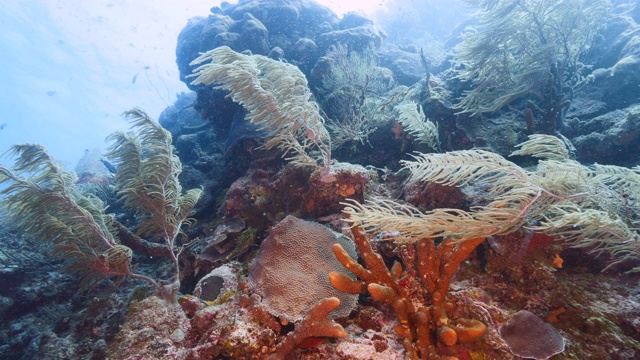 库拉索岛附近加勒比海的珊瑚礁海景，有鱼，珊瑚和海绵视频素材