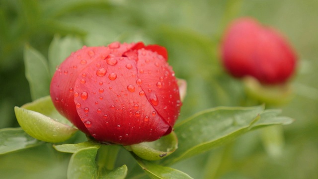 芍药开花浅DOF 4K视频素材