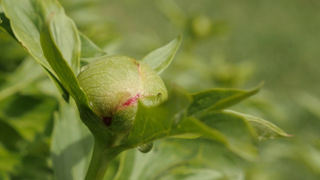 芍药绿花蕾浅DOF 4K视频素材