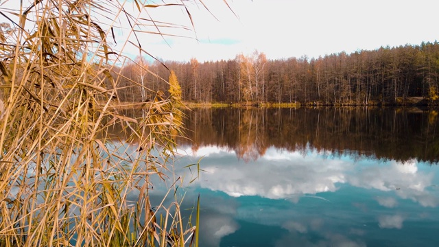 Panorama of the lake in the middle of the autumn forest, in the mirror surface of the pond reflect the blue sky .全景湖中央的秋林，在池塘的镜面反射出蔚蓝的天空视频素材