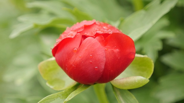 赤芍花浅DOF慢速视频素材