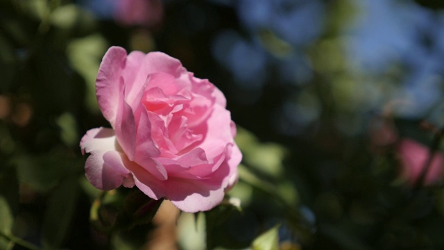 特写细节攀缘玫瑰木本多年生花4K视频素材