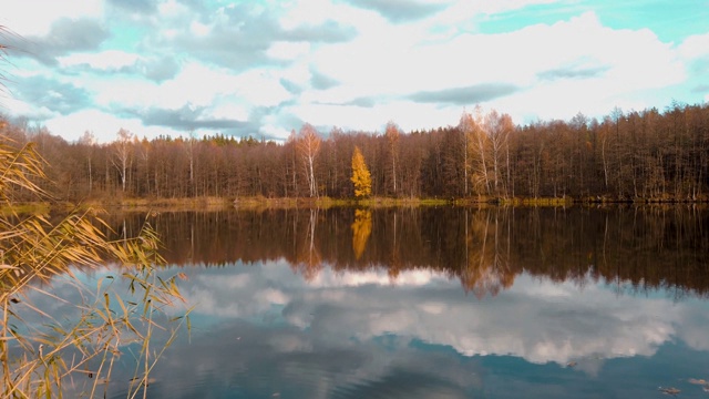 Panorama of the lake in the middle of the autumn forest, in the mirror surface of the pond reflect the blue sky .全景湖中央的秋林，在池塘的镜面反射出蔚蓝的天空视频素材