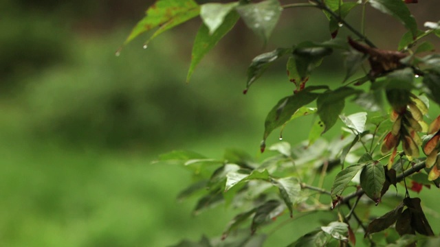 雨后花园里的植物视频素材