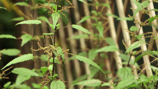 田间鲜绿色植物特写视频素材