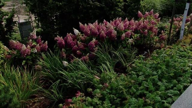 绣球花属植物在花园视频素材