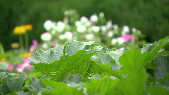 花视频素材