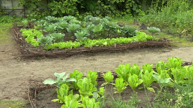 菜地视频素材