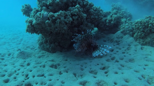 红狮子鱼(Pterois volitans)躲藏在暗礁下。埃及红海视频素材