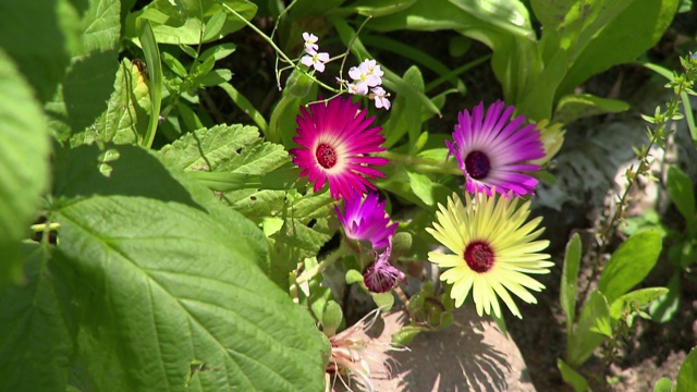 无花果金盏花视频素材