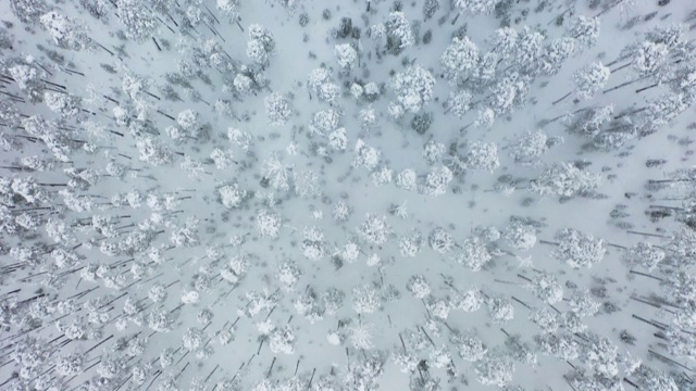 空中垂直拍摄的飞行在积雪的冬天的森林视频素材