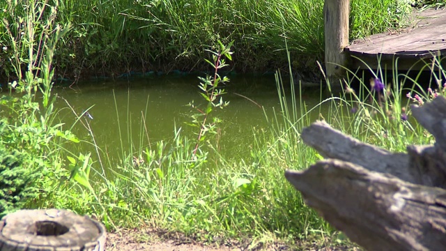 池塘在花园视频素材