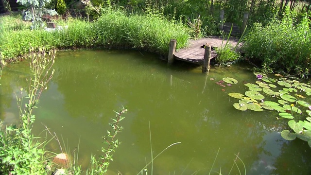 池塘在花园视频素材