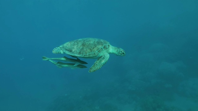 海龟带着壳下的鳐鱼游上水面，换气反射出水面，然后潜到深处。绿海龟(Chelonia mydas)和鮣鱼(Echeneis naucrates)视频素材