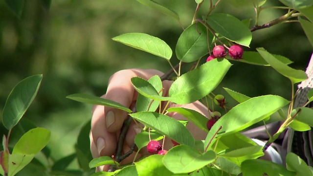 小糖果水果视频素材