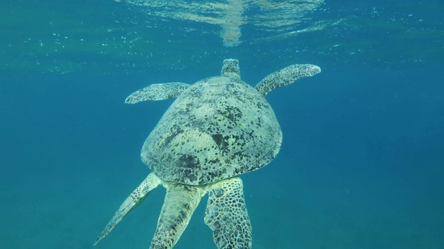 慢镜头，大的雄性绿海龟(Chelonia mydas)带着两只壳下的鮣鱼(Echeneis naucrates)慢慢地游到水面上喘口气。跟踪射击，后视图。视频素材