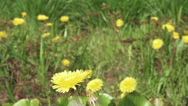 蒲公英背部的花视频素材