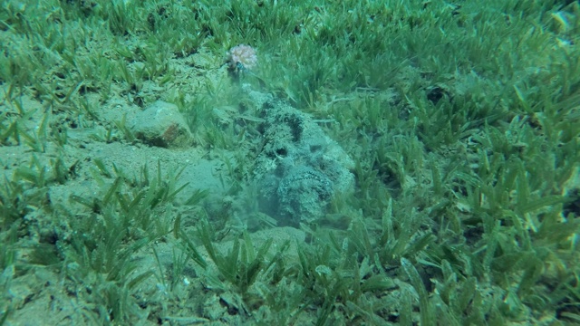 正面人像礁石鱼(Synanceia verrucosa)慢慢地埋在沙海床上覆盖着绿色的海草。慢镜头特写。埃及红海视频素材