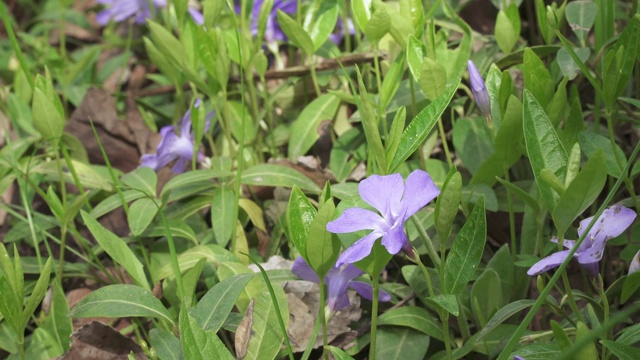 小长春花花长春花视频素材