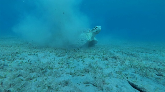 小海龟和带壳的鮣鱼藏在淤泥中。绿海龟(Chelonia mydas)和鮣鱼(Echeneis naucrates)，红海，埃及视频素材