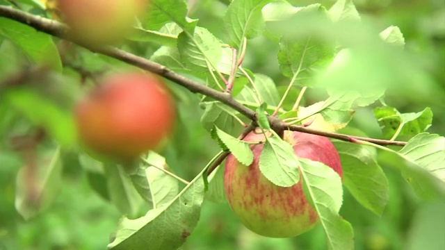 苹果树上的苹果视频素材