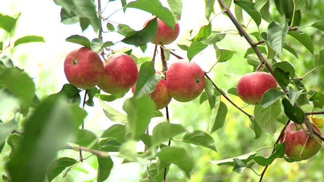 苹果树上的苹果视频素材