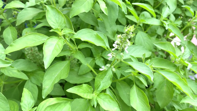 多毛罗勒叶和枝，泰国草药和配料视频素材