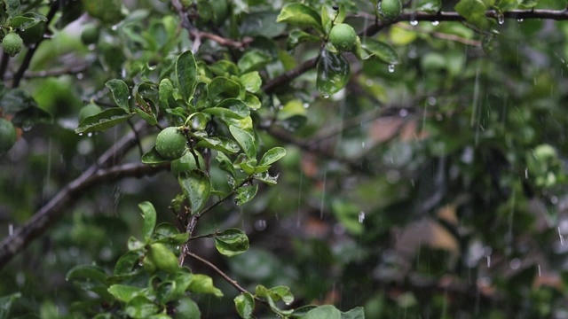 雨水落在柠檬树上视频素材