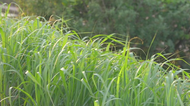 河岸上新鲜的绿草在风中摇曳视频素材