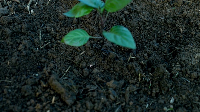 种植仔细视频素材