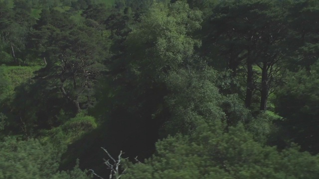 空中追踪在苏格兰高地廷德拉姆附近的本地古代苏格兰松林Coille Coire Chuilc -苏格兰松(Silvestris松)视频素材