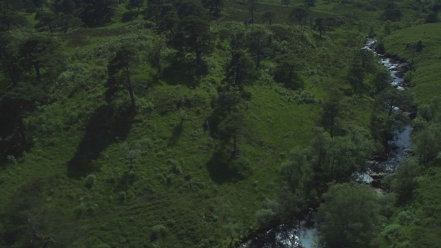 空中盘旋本地古老的苏格兰松林Coille Coire Chuilc -苏格兰松(松Silvestris) -在苏格兰高地的Tyndrum附近的Cononish河岸边视频素材