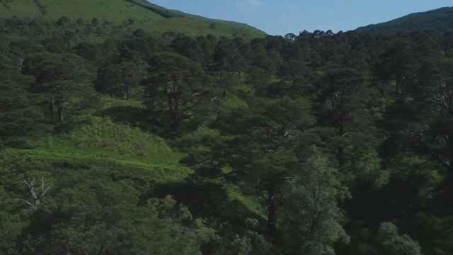 空中跟踪横向横跨本地古代苏格兰松林Coille Coire Chuilc -苏格兰松(松Silvestris) -附近的廷德拉姆在苏格兰高地视频素材