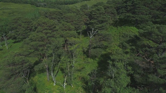 空中飞过苏格兰高地廷德拉姆附近的本地古代苏格兰松林Coille Coire Chuilc——苏格兰松(Silvestris)视频素材