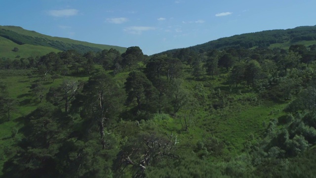 空中飞过古老的苏格兰松树森林Coille Coire Chuilc -苏格兰松树(松)-附近的廷德拉姆在苏格兰高地视频素材