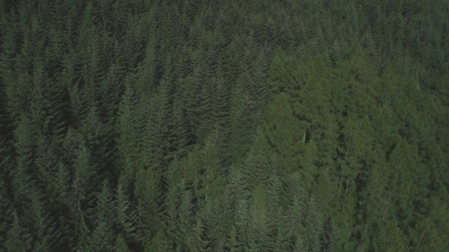 空中拍摄的森林慢慢移动到茂密的常绿针叶林被阳光照亮视频素材