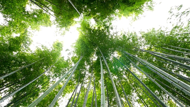 竹林，岚山，京都，日本视频素材