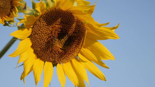 大黄向日葵(Helianthus annuus)植物慢镜头录像视频素材