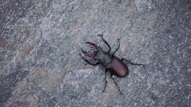 雄鹿甲虫邮件近距离，从上面看。Lucanus Cervus。石头背景上长着巨大角的大昆虫。视频素材