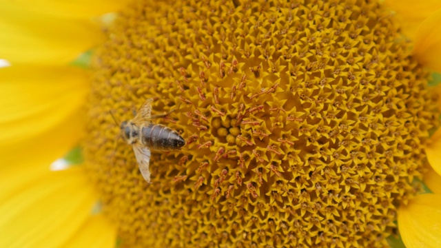 向日葵(Helianthus annuus)植物头部与大黄蜂的慢动作视频视频素材