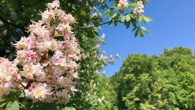 春光明媚的栗子花中透出明媚的阳光视频素材