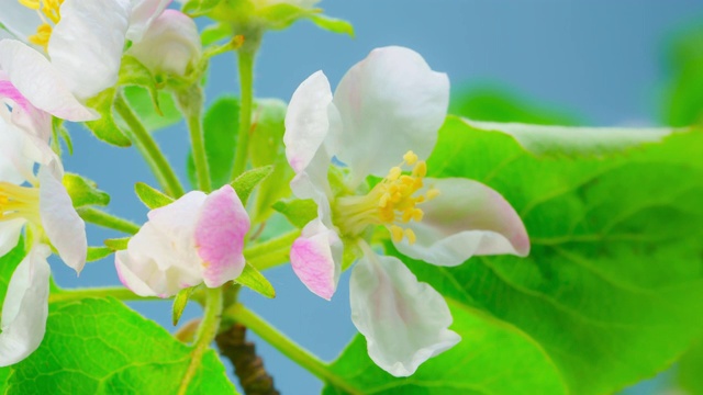 开花的苹果树枝。时间流逝视频素材