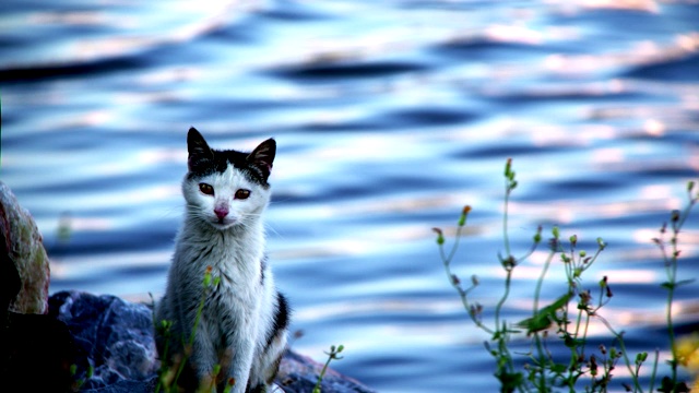 海边的动物猫视频素材