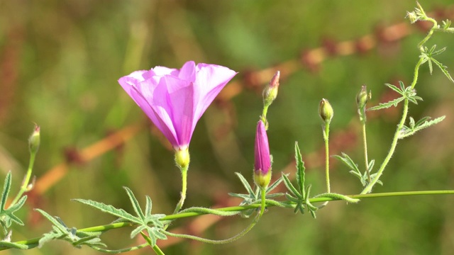 牵牛花开着紫色的花视频素材